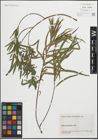 Foto von Salix humboldtiana Willd.